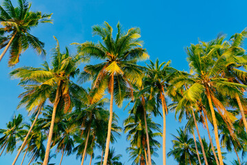 Obraz premium Palm trees against blue sky. Beautiful natural tropical background. 