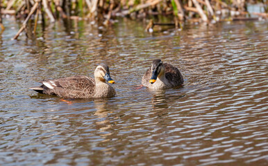 池で泳ぐ2羽のカルガモ