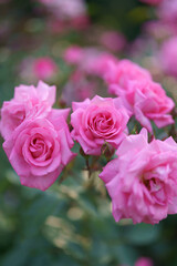 Pink roses in a garden