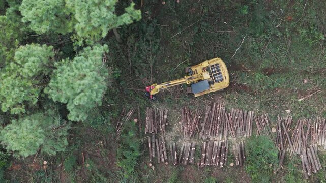 Aerial of feller buncher harvester clearing large wooded area and setting trees in a line