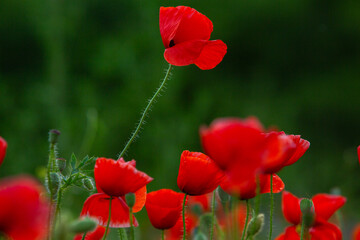 Beautiful field of red poppies in the sunset light. Close up of red poppy flower in a field. Flowers background. Beautiful nature. Landscape. Romantic.
