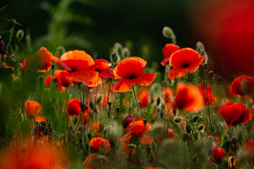 Beautiful field of red poppies in the sunset light. Close up of red poppy flower in a field....