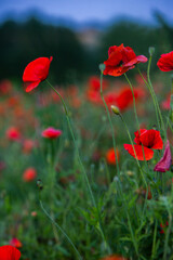 Beautiful field of red poppies in the sunset light. Close up of red poppy flower in a field. Flowers background. Beautiful nature. Landscape. Romantic.
