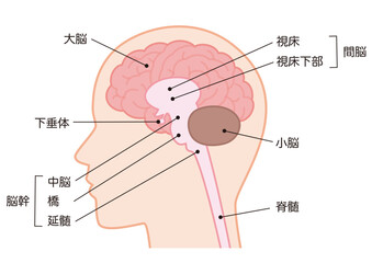 Obraz premium 脳の構造