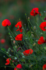 Beautiful field of red poppies in the sunset light. Close up of red poppy flower in a field. Flowers background. Beautiful nature. Landscape. Romantic.
