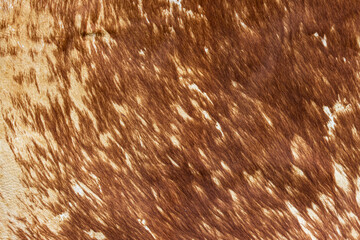 animal skin with fur as background.