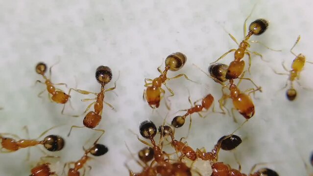 Red fire ants are eating tasty food like cookies, biscuit, wafer etc in the kitchen. Feeding the colonies of ants in the morning as symbol of kindness