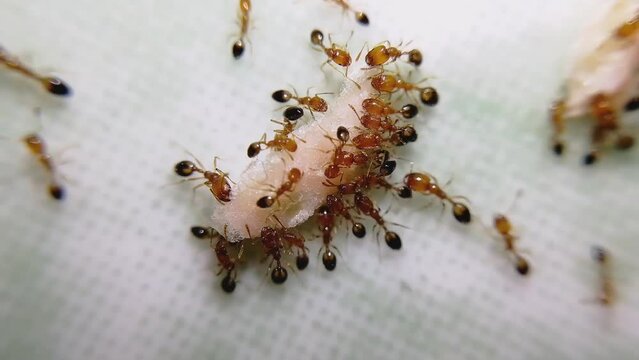 Red fire ants are eating tasty food like cookies, biscuit, wafer etc in the kitchen. Feeding the colonies of ants in the morning as symbol of kindness