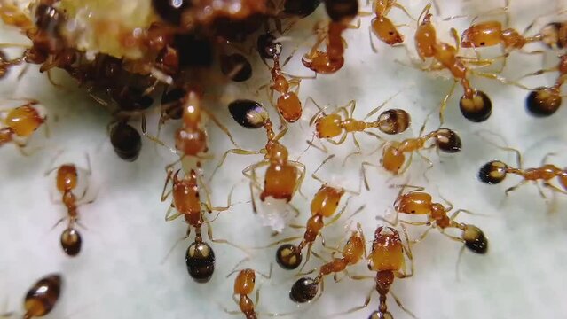 Red fire ants are eating tasty food like cookies, biscuit, wafer etc in the kitchen. Feeding the colonies of ants in the morning as symbol of kindness
