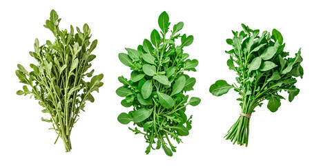 Naklejka premium Bunches of fresh arugula with vibrant green leaves, png isolated background