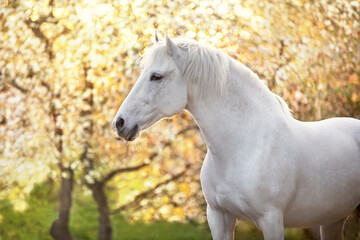 Fototapeta premium Horse portrait on spring blossom tree