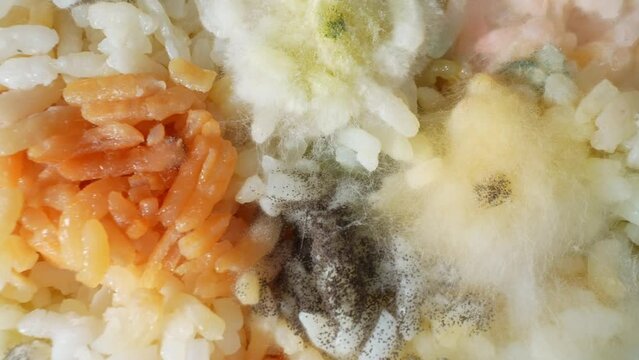 A festering batch of rice, marred by a grotesque tapestry of mold and fungus. Shades of black, green, and yellow taint its once pristine grains, warning of perilous decay. Mold background.

