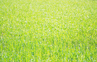 朝露でキラキラした草原