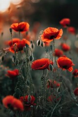 Obraz premium A field of red poppies with the sun shining on them