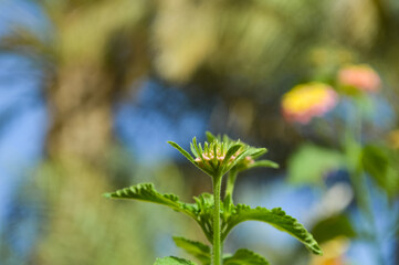 flower of grass, nature garden plant leaf