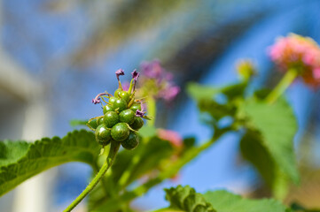 lantana camara plant seeds, beautiful flower in garden