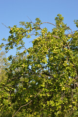 Branches with apples.