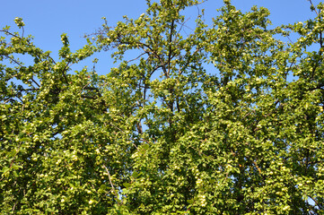 Branches with apples.