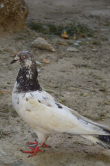 Higher fly pigeons on ground, pet domestic bird