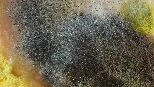 Dark spore clusters and white mycelium filaments sprawl over the bread, a testament to fungal conquest. Advanced spoilage weaves its web, transforming freshness into decay. Fungus background.
