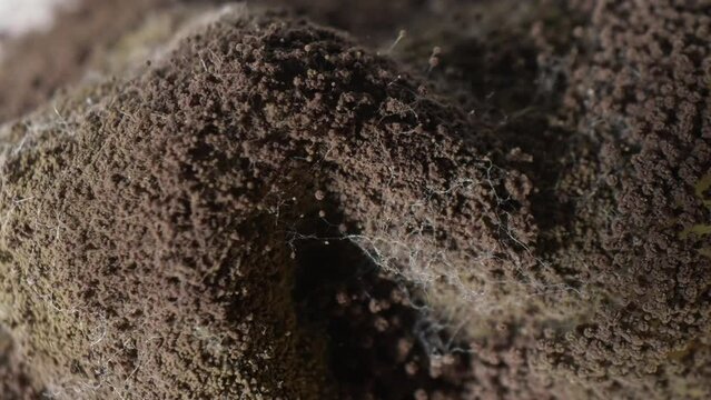 Delicate filaments of mycelium weave across the bread's surface, forming a mesmerizing labyrinth of mold. Each spore is a tiny universe, a testament to nature's relentless creativity. Mold background.