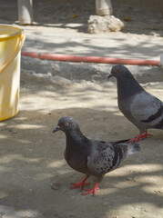 pigeon in the city