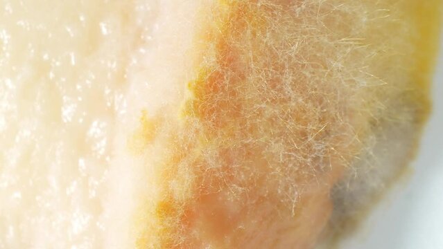 Mold and fungus invade bread, manifesting as fuzzy, white mycelium, signaling decay. Moist, nutrient-rich surroundings facilitate their proliferation, hastening spoilage. Mold background.
