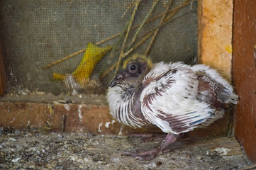 White new born baby pigeon in cage