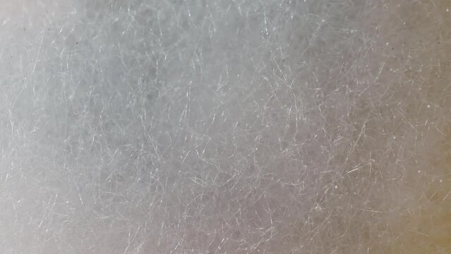 A close-up reveals a sinister landscape on bread: white, thread-like mold hyphae sprawl, signaling decay's advance. Air and moisture nurture this fungal invasion. Mold background.
