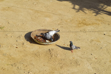 group of pigeons feeding, street bird animal outdoor