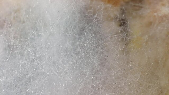 Moldy bread close-up reveals white, thread-like hyphae spreading across the surface, a telltale sign of spoilage caused by exposure to air and moisture. Fungus background.
