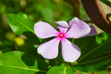 pink and white flowers of a madagascar periwinkle
