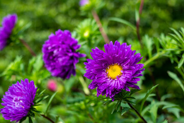 Asters are daisy-like flowers that bloom in late summer cold-hardy perennials
