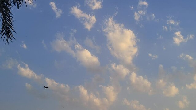 Birds flying on blue sky 