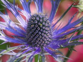 Blue Eryngium thistle Head closeup
