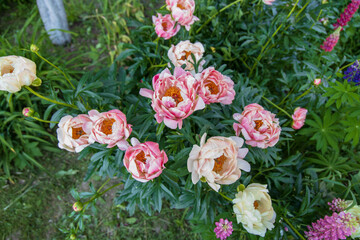 Peony Coral Charm orange pink peony flower in bloom