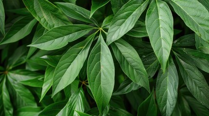Fresh cassava leaves also known as Manihot esculenta in Latin