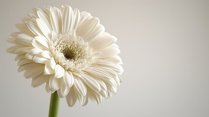 Fototapeta premium A close-up of a white flower against a white background, with the center softly blurred The white bloom's core takes center stage