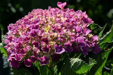 pink and purple flowers