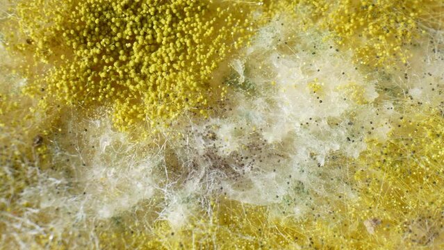 Microscopic landscapes emerge as yellow and white mold colonizes the bread's surface. Clusters of spores dot the landscape, woven together by intricate hyphae threads. Fungus background.
