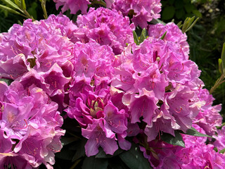 Obraz premium Rhododendron azalea pink beautiful blossom