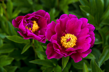 Fototapeta premium Dark pink peony flower opening its petals in the sunlight