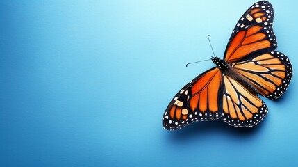 Fototapeta premium A large orange butterfly rests atop a blue surface Nearby, a smaller orange butterfly with black spots on its wings faces away, displaying two wing expanses