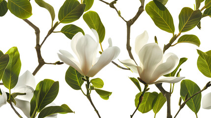 Close-up of white magnolia flowers in full bloom on a branch, showcasing their delicate petals and elegant form.
