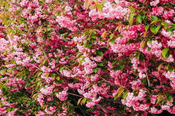 Blooming pink sakura close-up, floral background