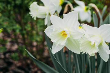 White beautiful daffodil flower in the garden