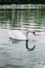 A white swan swims in a large lake