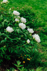White peony flower close-up in botanical garden