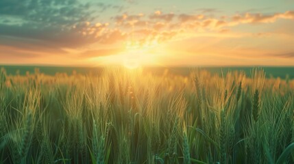 Endless spring  a wheat field s abundant life stretching into the infinite horizon