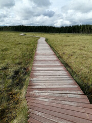 Fototapeta premium Ecotrail Winding Wooden Boardwalk Eco Path Walkway Through Lush Summer Forest Green Foliage Grass and Moss Bog Landscape